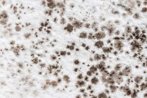 NTCSC What Is Mould?
