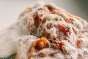 NTCSC Common Odour Sources